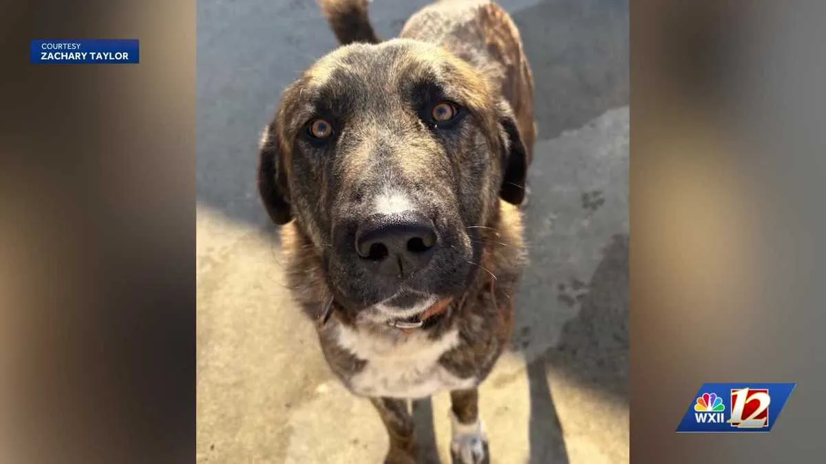 A family dog was fatally shot in Walnut Cove, North Carolina, according to its owner.