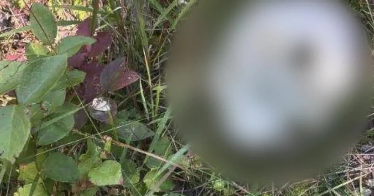 Police tape and woods behind a hospital where human bones were found